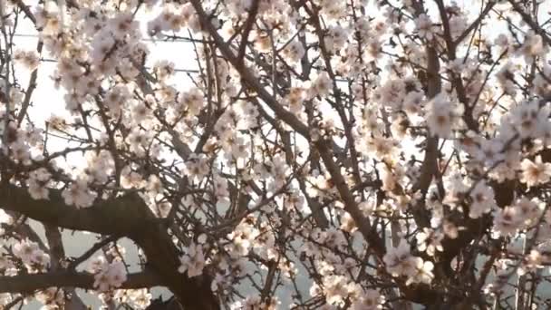 Blomning av mandel blommor på våren på plantagen — Stockvideo