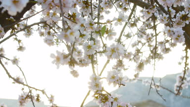 Badem çiçekleri bir çiftlikte çiçekli bahar zamanında