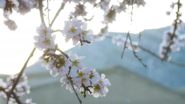 Blomning av mandel blommor på våren på plantagen — Stockvideo