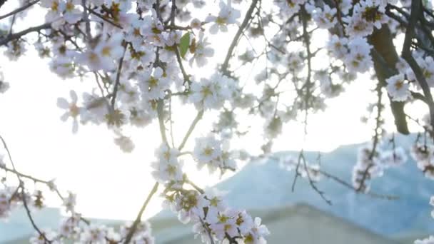 Bloeiende amandel bloemen in de de lentetijd op de plantage — Stockvideo