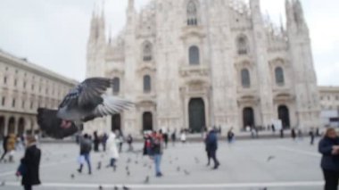 Duomo Milan arka plan üzerinde elinden yemek güvercinler