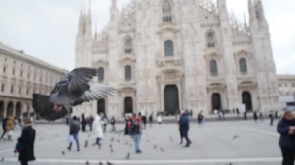 Palomas comiendo de las manos en el fondo del Duomo de Milán — Vídeo de stock