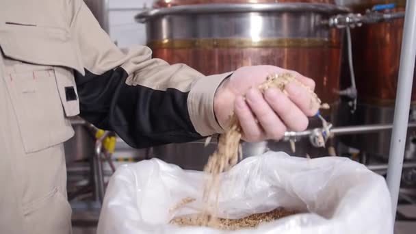 Brewery concept. Pale Pilsener Malt Grains in hands. Ingredient for beer — Stock Video