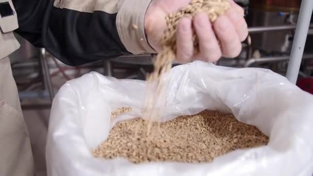 Brewery concept. Pale Pilsener Malt Grains in hands. Ingredient for beer — Stock Video