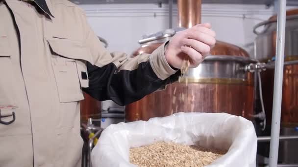 Концепція пивоварні. Блідо-пілсенсер Мальтові зерна в руках. Складова для пива — стокове відео