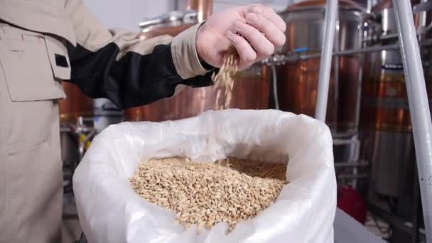 Concept de brasserie. Pale Pilsener Malt Grains dans les mains. Ingrédient pour bière — Video