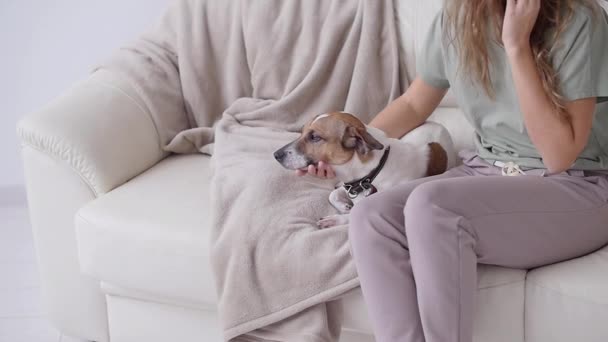 Concepto amor por los animales. Mujer feliz acariciando a su perro Jack Russell Terrier en el sofá en casa — Vídeo de stock