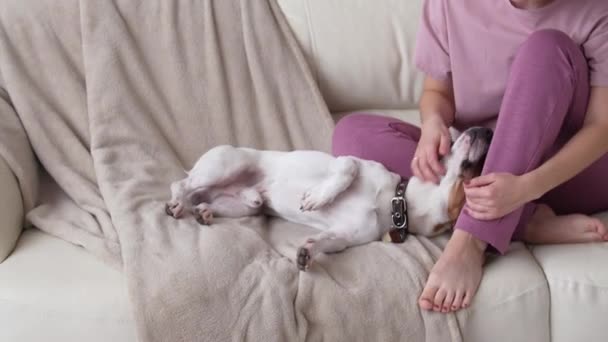 Liefde voor dieren concept. gelukkig vrouw aaien haar Jack Russell Terrier hond op de bank thuis — Stockvideo