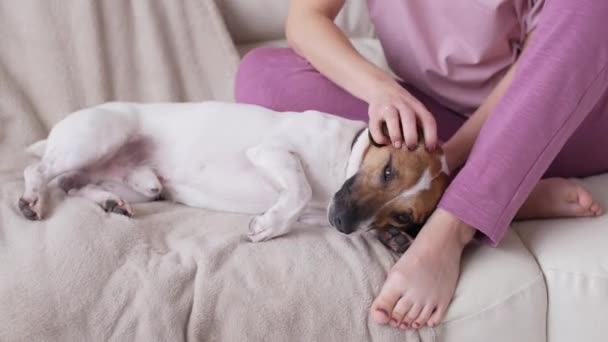 動物の概念への愛。幸せな女性petting彼女のジャックラッセルテリア犬オンザカウチにホーム — ストック動画