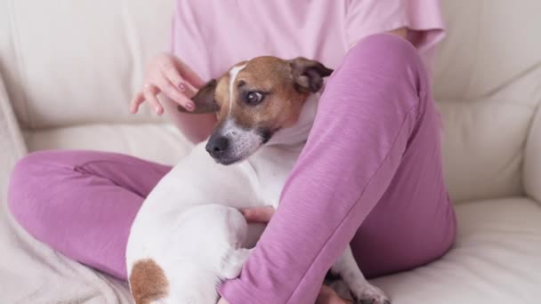 Concept van huisdieren, familie en vriendschap. gelukkig vrouw aaien haar hond op de bank thuis in de woonkamer — Stockvideo