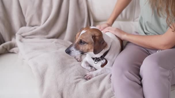 Concepto de mascotas, familia y amistad. Mujer feliz acariciando a su perro en el sofá en casa en la sala de estar — Vídeo de stock