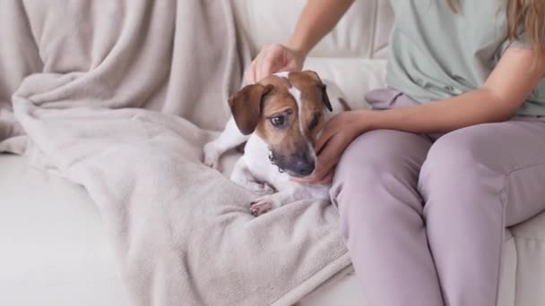 Έννοια των κατοικίδιων ζώων, την οικογένεια και τη φιλία. Ευτυχισμένη γυναίκα χαϊδεύει το σκύλο της στον καναπέ στο σπίτι στο σαλόνι. — Αρχείο Βίντεο