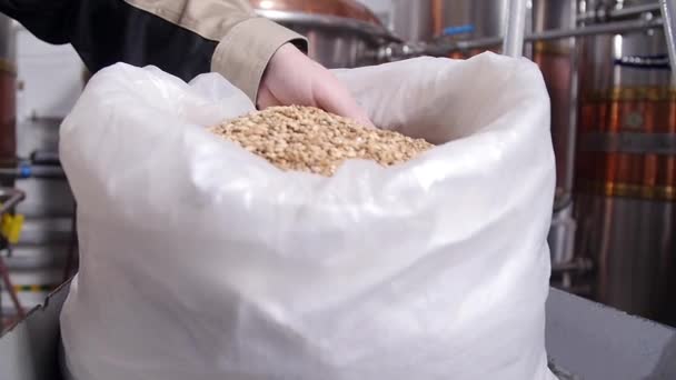 Bryggerikoncept. Bleka Pilsener Maltkorn i händerna. Ingrediens för öl — Stockvideo