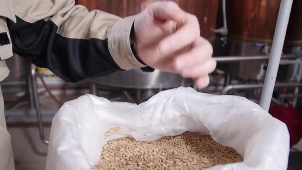 醸造コンセプト。淡いピルスナーモルト手に穀物。ビールの原料 — ストック動画