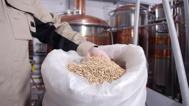 Conceptul de bere. Pale Pilsener Malt Grains în mâini. Ingrediente pentru bere — Videoclip de stoc