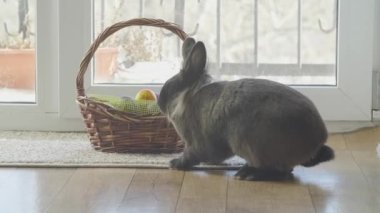 Paskalya tavşanı sepetinde renkli yumurtalar, şekerler ve ahşap masada laleler. Paskalya konsepti arka planı.