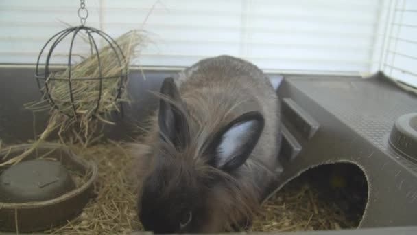 Concept d'animaux domestiques. Lapin décoratif mignon dans la volière — Video