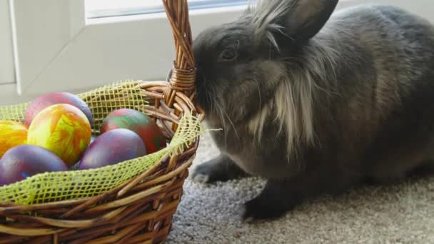 Velikonoční zajíček v košíku s barevnými vejci, cukrovinkami a tulipány na dřevěném stole. Velikonoční koncept pozadí. — Stock video