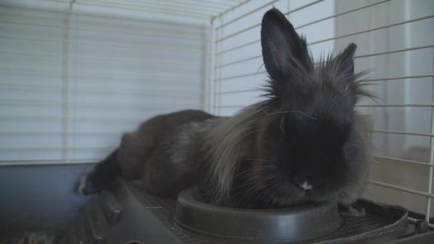 Koncepcja zwierząt domowych. Słodki królik dekoracyjny w ptaszarni — Wideo stockowe
