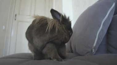 Evcil hayvan kavramı. Evin dekoratif tavşanı şirinmiş.