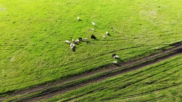 Зграя овець пасеться на зеленому полі. Повітряний постріл — стокове відео
