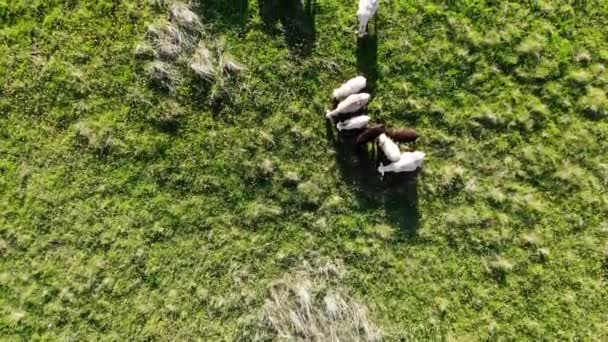 緑の畑に羊の群れが放牧されている。空中射撃 — ストック動画