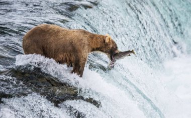 Brown bear catching salmon clipart