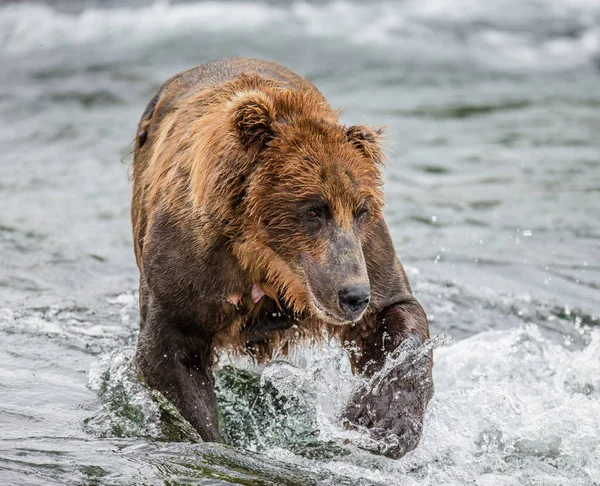 Urso castanho no rio da montanha — Fotografia de Stock