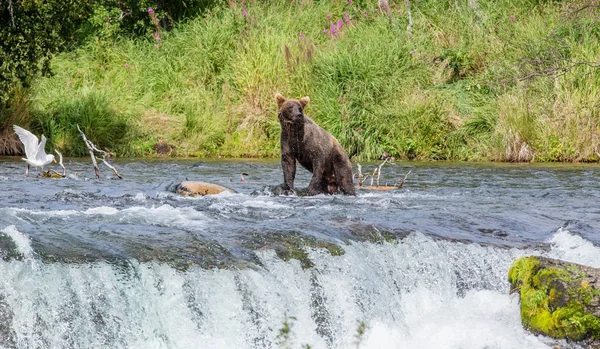 Ours brun dans la rivière de montagne — Photo