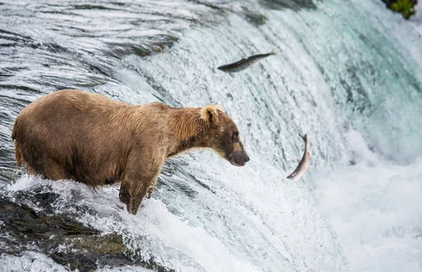 Braunbär fängt Lachs — Stockfoto