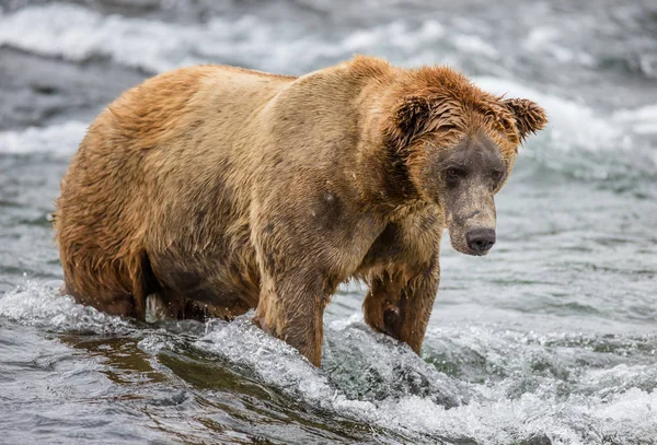 Brunbjörn i mountain river — Stockfoto