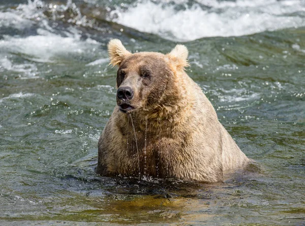 Oso pardo en el río — Foto de Stock