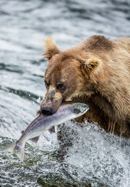 熊吃三文鱼 — 图库照片