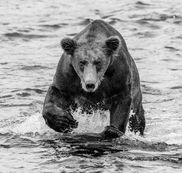 Medvěd, běh ve vodě — Stock fotografie
