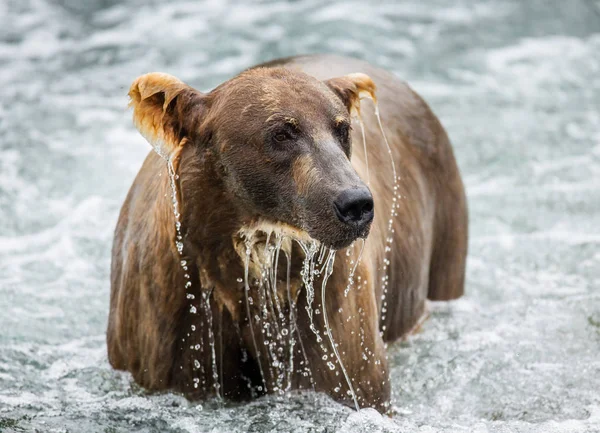 Brown bear in river — Stock Photo, Image