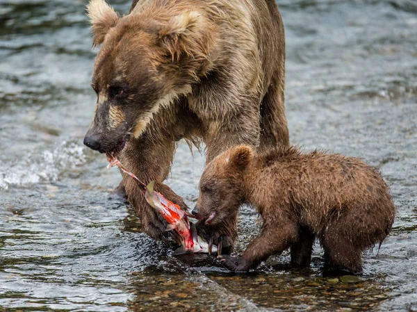 Μητέρα καφέ αρκούδα με cub — Φωτογραφία Αρχείου