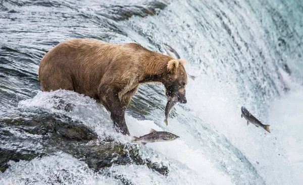 Brown bear catching salmon