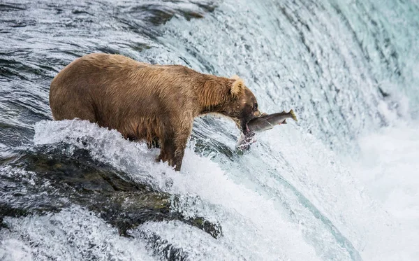 Urso pardo captura salmão — Fotografia de Stock