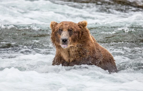 Braunbär im Fluss — Stockfoto