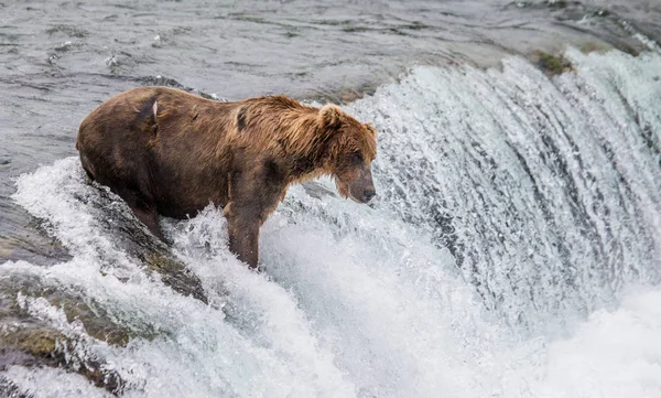 Oso pardo en el río —  Fotos de Stock