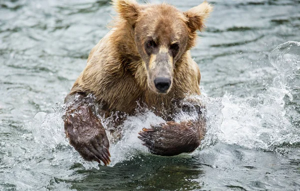 Oso corriendo en el agua — Foto de Stock