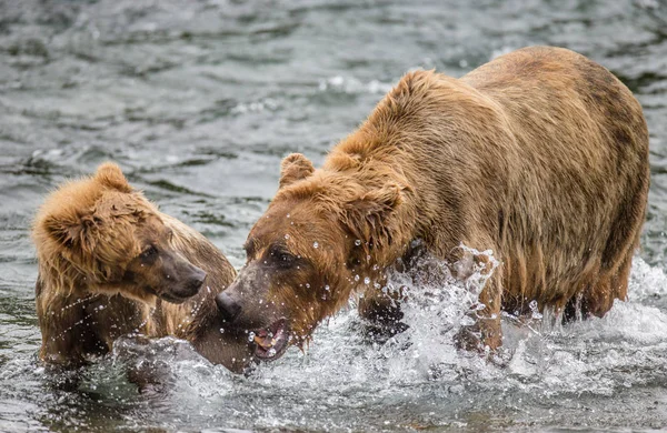 Матушка бурый медведь с детёнышем — стоковое фото