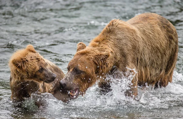 Moeder bruine beer met cub — Stockfoto