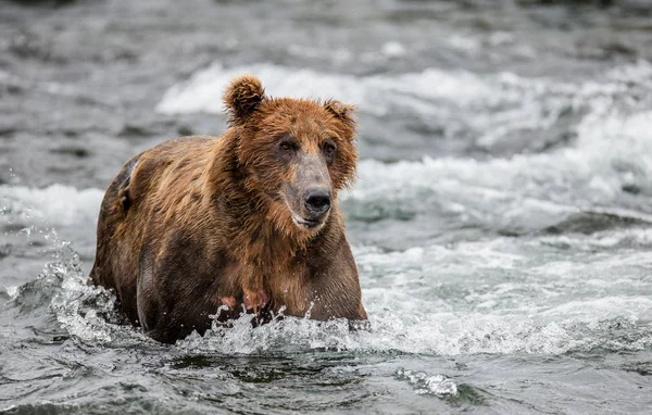 Καφέ αρκούδα στο ποτάμι βουνό — Φωτογραφία Αρχείου