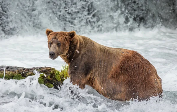 Brunbjörn i mountain river — Stockfoto