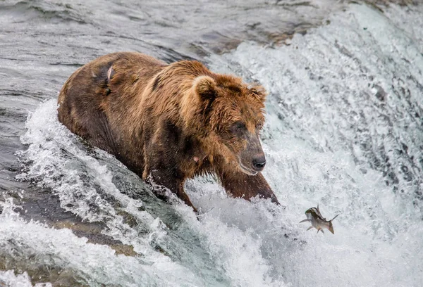 Braunbär fängt Lachs — Stockfoto