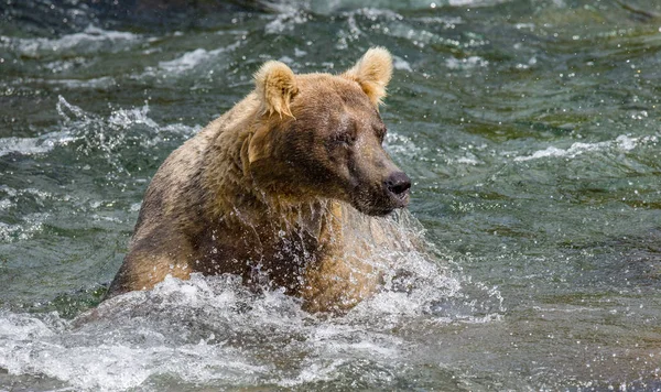 Medvěd hnědý v řece — Stock fotografie