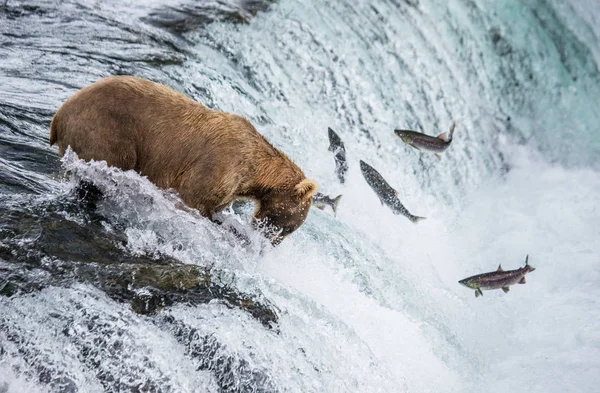 Oso pardo pescando salmón —  Fotos de Stock