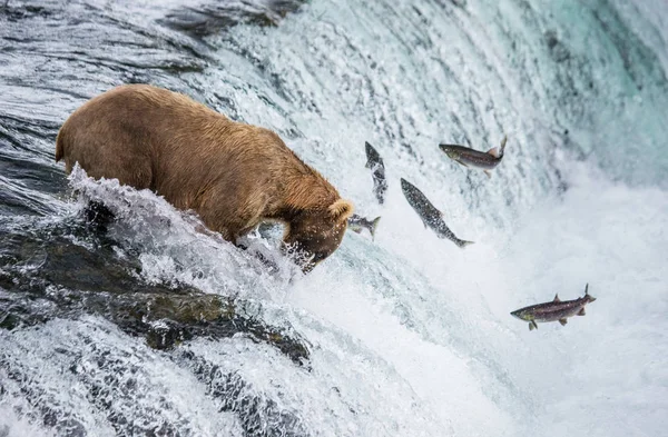 Bruine beer in het vangen van zalm — Stockfoto