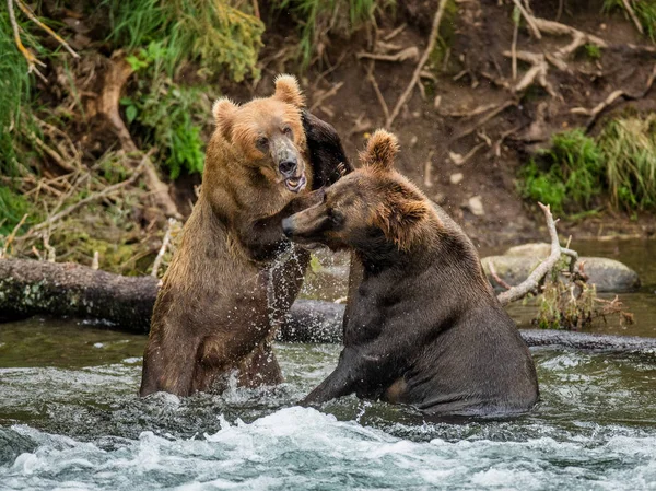 Dois ursos castanhos lutando — Fotografia de Stock